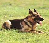 Adestramento de cães em Mogi Guaçu